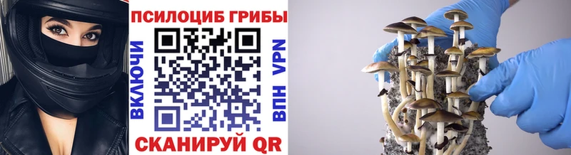 Псилоцибиновые грибы Psilocybe  купить  сайты  Оренбург 